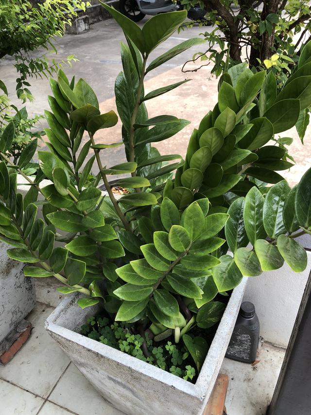 ไตรโคเดอร์มา เห็นผลไวแม่ยายยังถามซื้อ รูปที่ 6