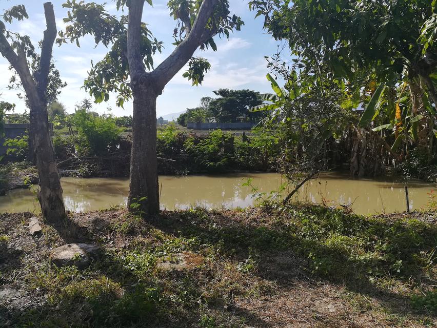 ขายที่ดิน+บ้านสวน อำเภอแม่ริม จังหวัดเชียงใหม่ บรรยากาศธรรมชาติสโลว์ไลฟ์ เหมาะทำคาเฟ่ รีสอร์ท ฟาร์มสเตย์ และธุรกิจเกษตร 8