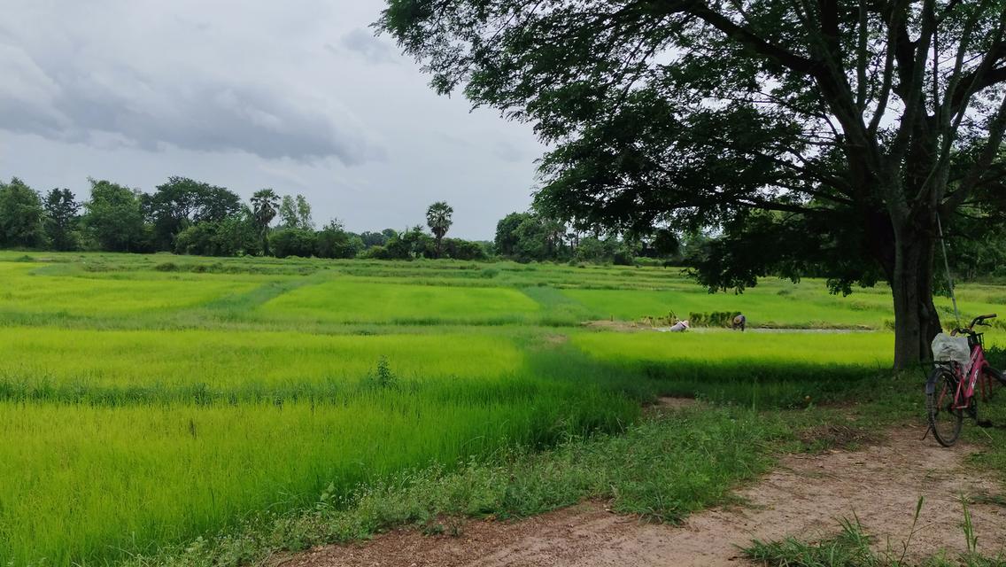 ที่ดินเปล่า ที่นา ไร่นาสวนผสม 1