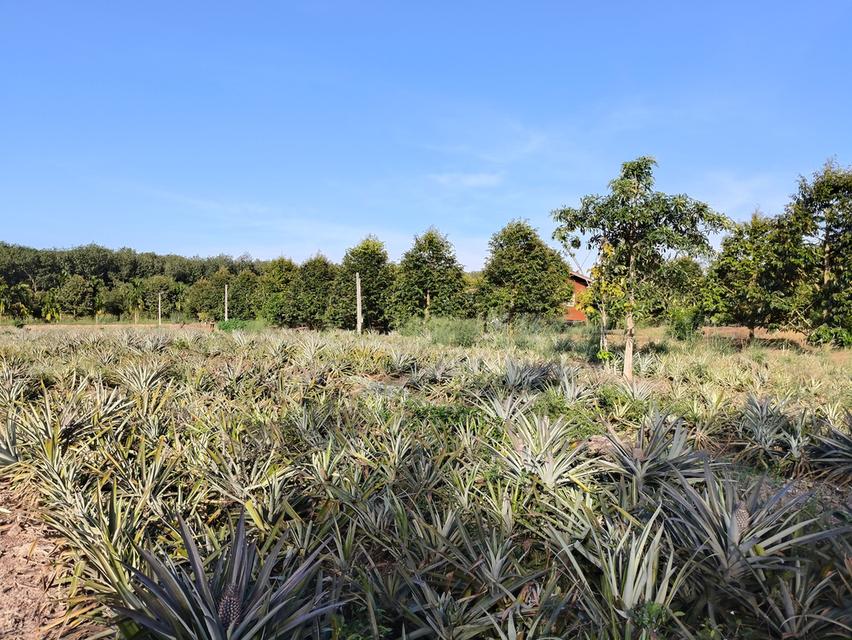 ( ด่วน )ขายที่ดิน อ.แกลง ระยอง ยกแปลง เนื้อที่ 4 ไร่ - 49.6 ตารางวา 7