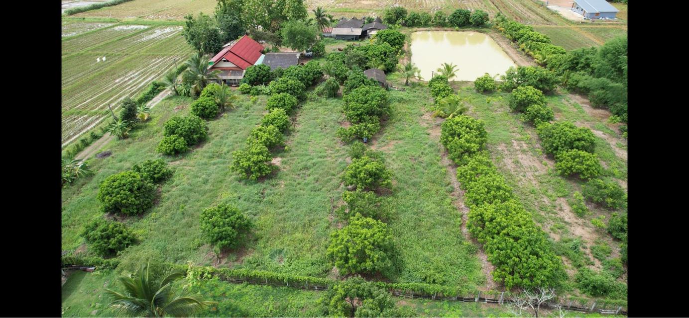 ที่ดินร้านอาหารปู๋หลงโต้ง เชียงดาว 2