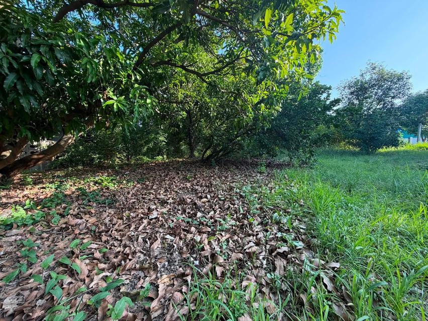 💥ที่ดินสวยๆใจกลางเมือง รูปแปลงสี่เหลี่ยม 💥ต.บ้านสวน อ.เมือง จ.ชลบุรีขนาด 219 ตรว. ยกแปลง 5 ล้านบาท ✅หากถูกใจ ต่อรองได้ รวมค่าโอนภาษีแล้ว✅️ 3