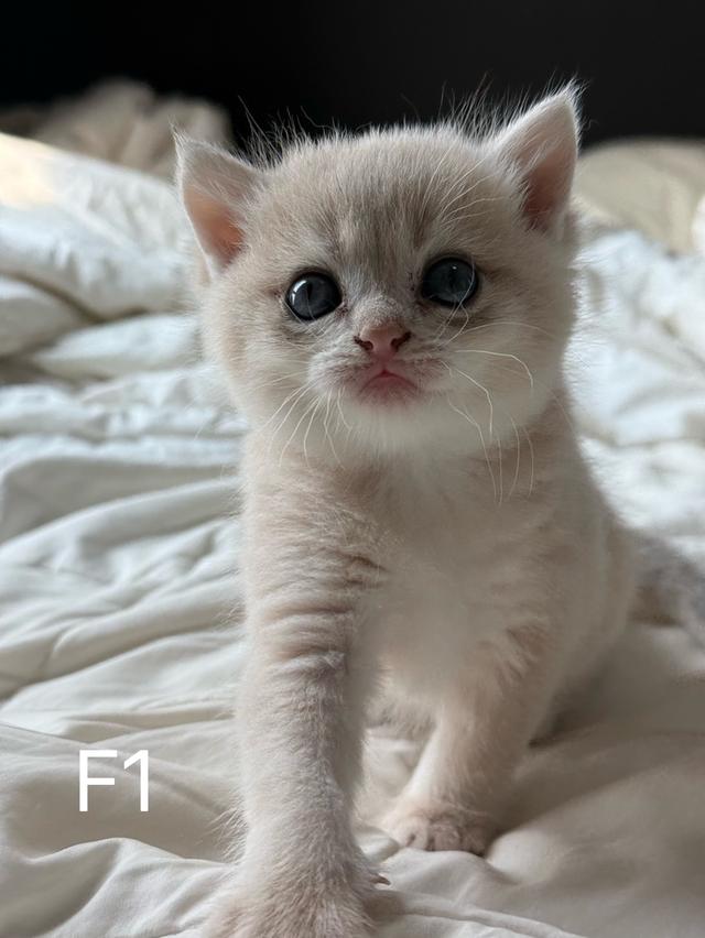 British Shorthair ay รูปย่อยที่ 2