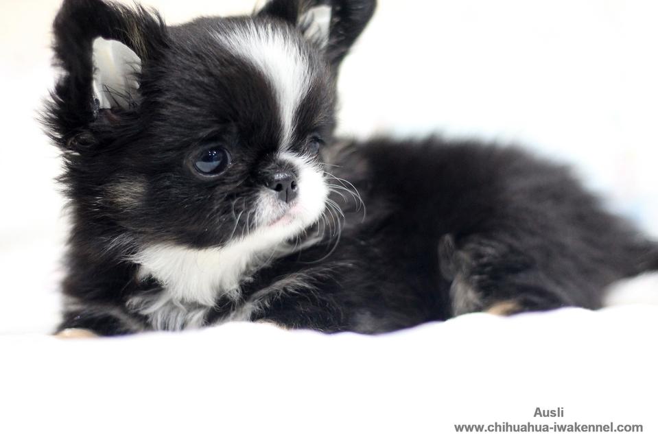 จำหน่ายลูกสุนัขชิวาวา รูปที่ 4