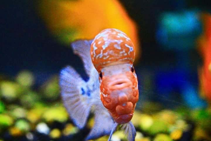 ปลาหมอสีส้มเงิน