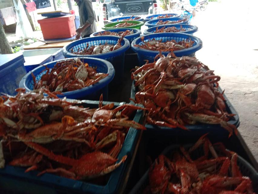 ปูม้าแปรรูป,อาหารทะเลแปรรูป,สินค้าแปรรูปจากอาหารทะเล 13