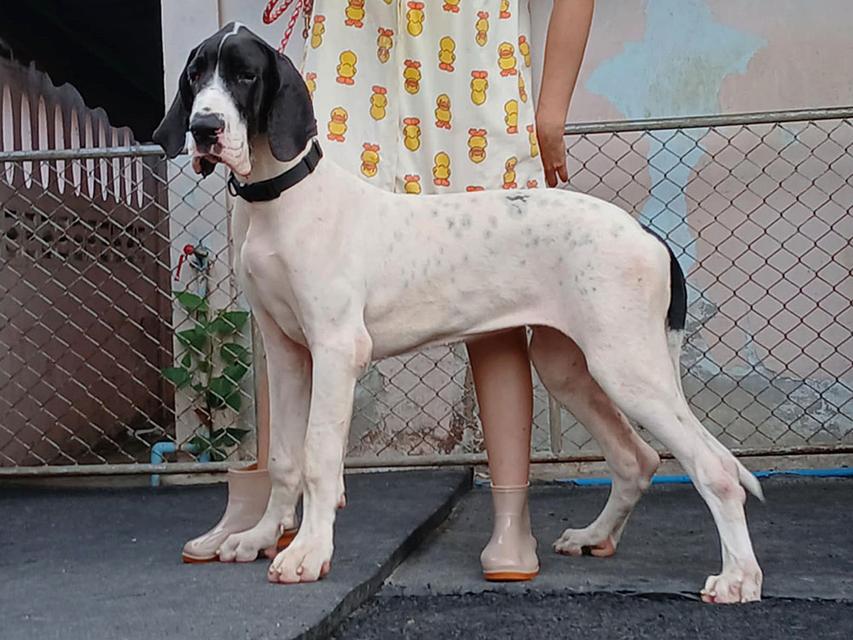 Great dane female for sale เกรทเดนเพศเมียลูกนอก