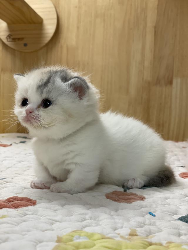 ลูกแมวมันช์กิ้น ขาสั้น รูปที่ 6