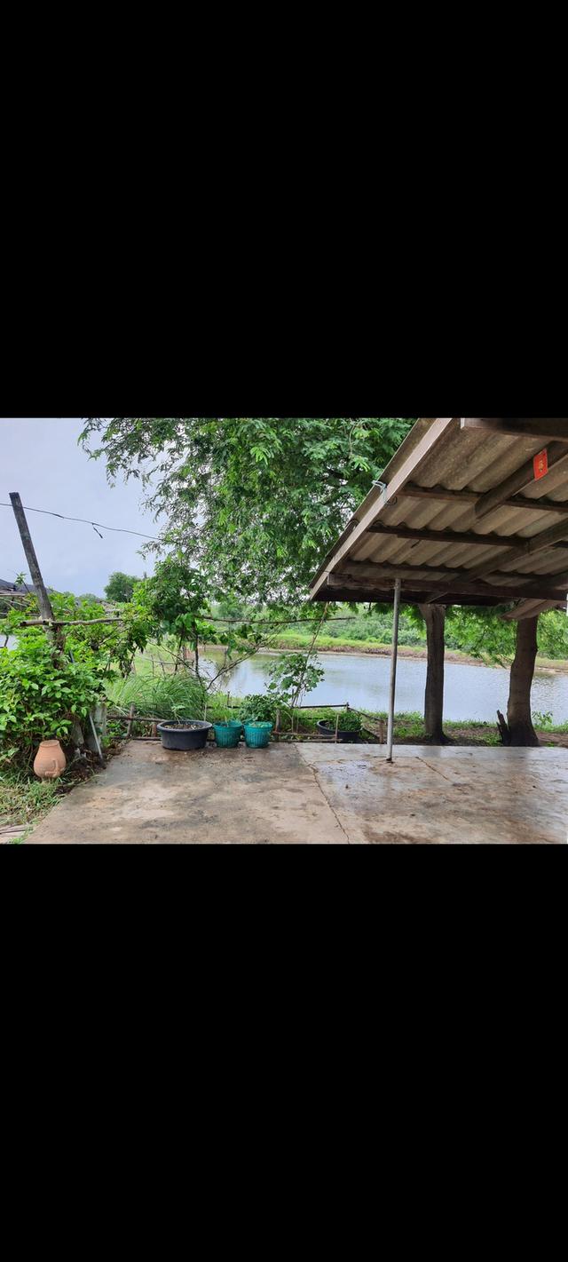 ให้เช่าบ้านพร้อม ที่ดิน12ไร่ บ้านพร้อมบ่อเลี้ยง ..ต.ชากพง อ.แกลง จ.ระยอง ใกล้ทะเลแหลมแม่พิม 3
