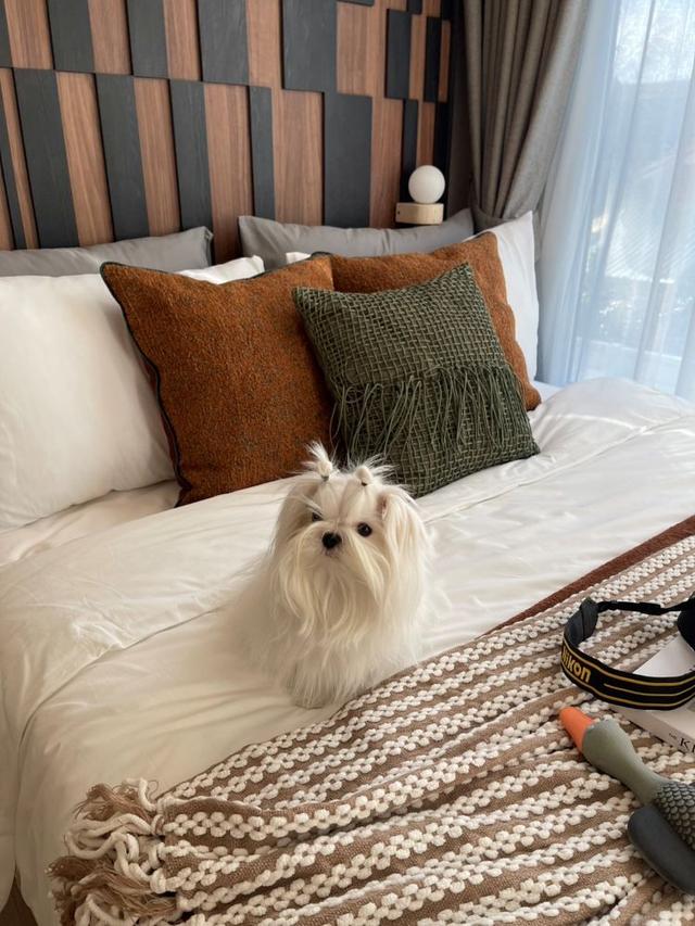 ขายดาวน์คอนโด ดิ ออริจิ้น พหลโยธิน 57 ชั้น 3 ห้องมุม เลี้ยงสัตว์ได้ ใกล้รถไฟฟ้าสายสีเขียว สถานี พหลโยธิน 59 6