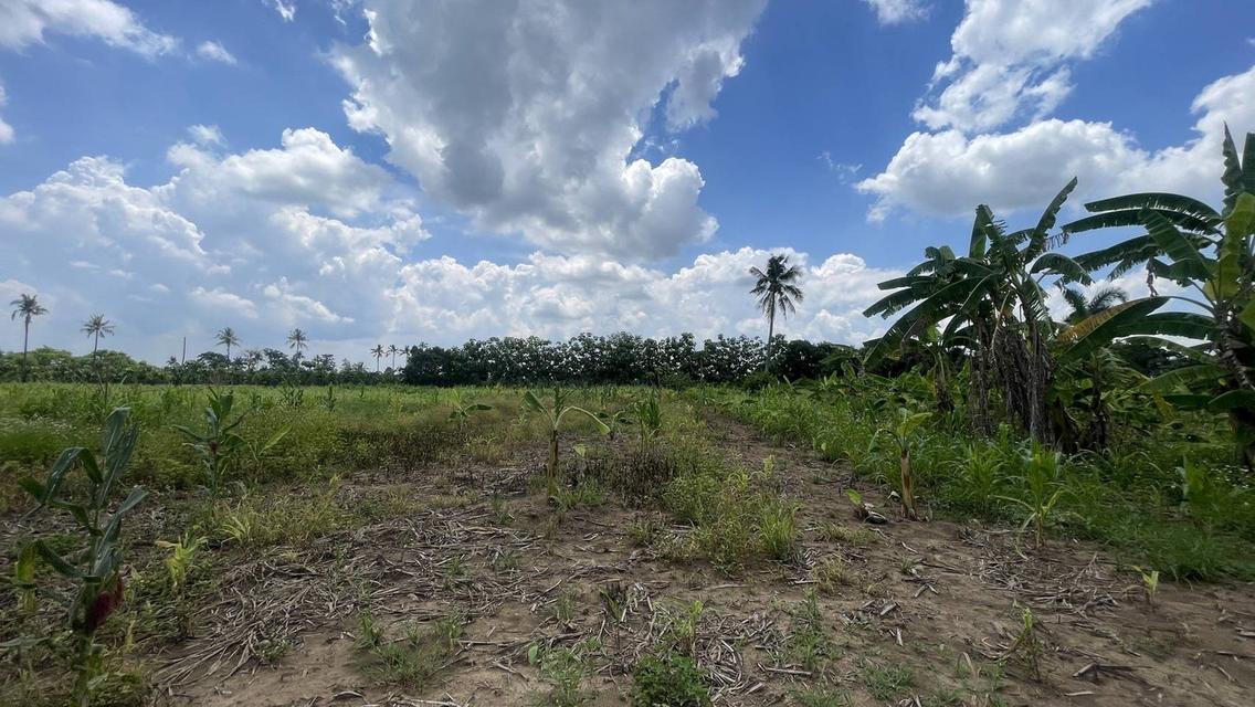 ขายที่ดิน 7 ไร่ ปากช่อง-เขาใหญ่ (แบ่งขายได้) ติดถนนธนะรัชต์ ใกล้ทางขึ้นลง มอเตอร์เวย์ M6 4