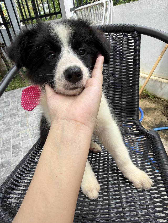 ลูกสุนัขบอร์เดอร์คอลลี่ Bordercollie ราคาแบ่งเลี้ยง 6