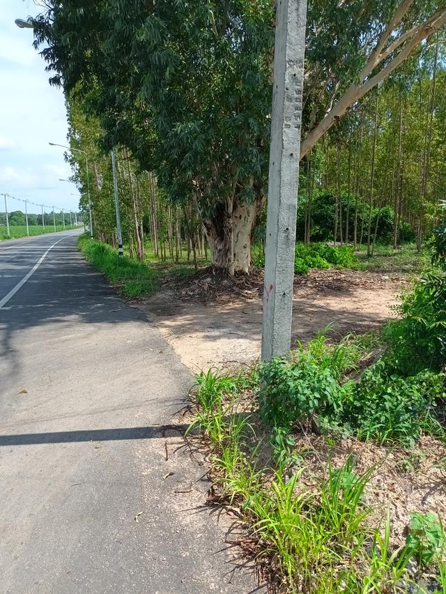 ขายที่ดินเขาหินซ้อน อำเภอพนมสารคาม ฉะเชิงเทรา 1