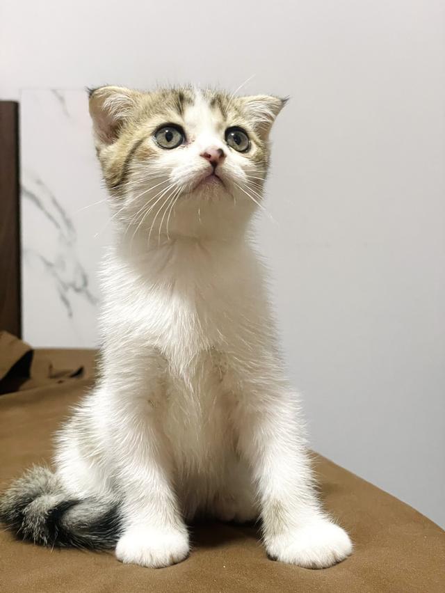 น้องแมวสก็อตติชโฟล์ด 3