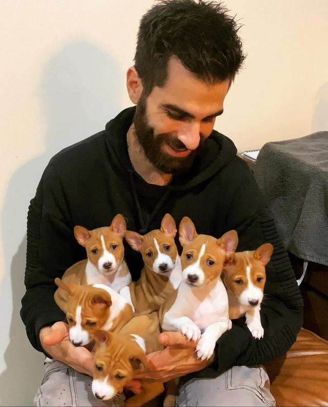 Basenji puppies WhatsApp me : ( +63 985 762 7466 )