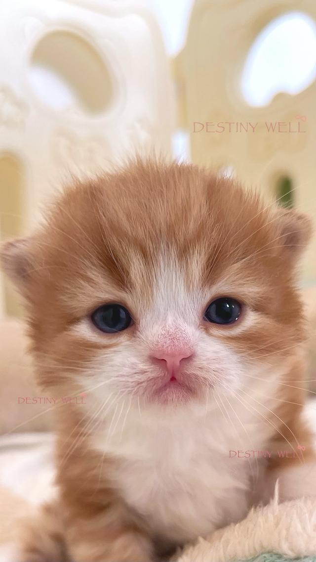 แมวสก๊อตติชแท้ พกใบเพดscfc เพศผู้