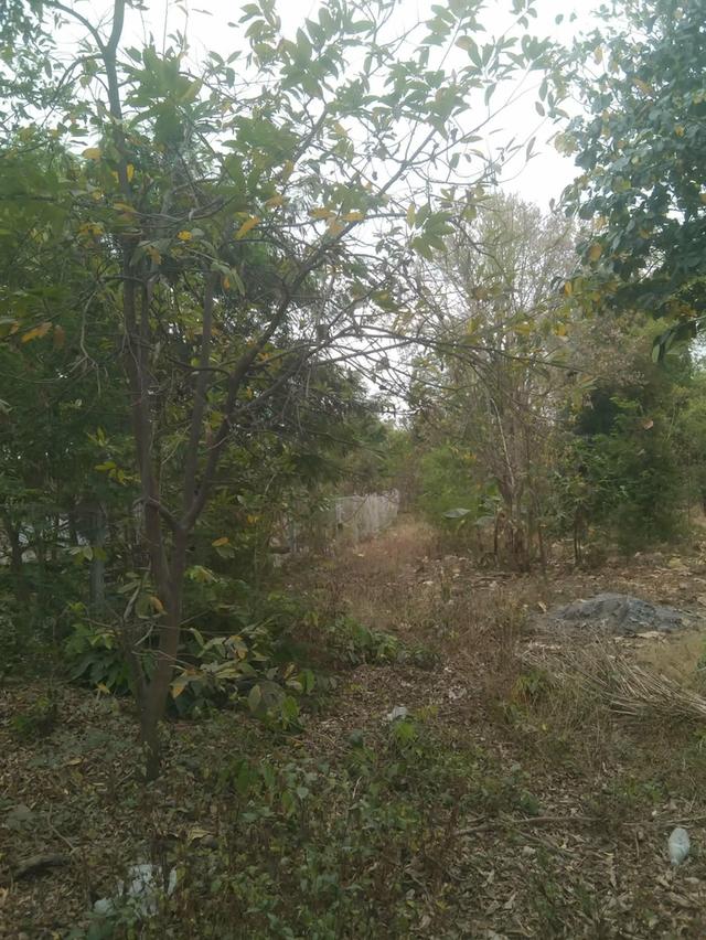 ขายบ้านมือสองพร้อมที่ดิน 16