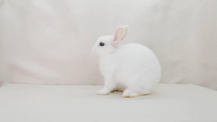 กระต่ายดวอฟโฮโท สีขาว 3