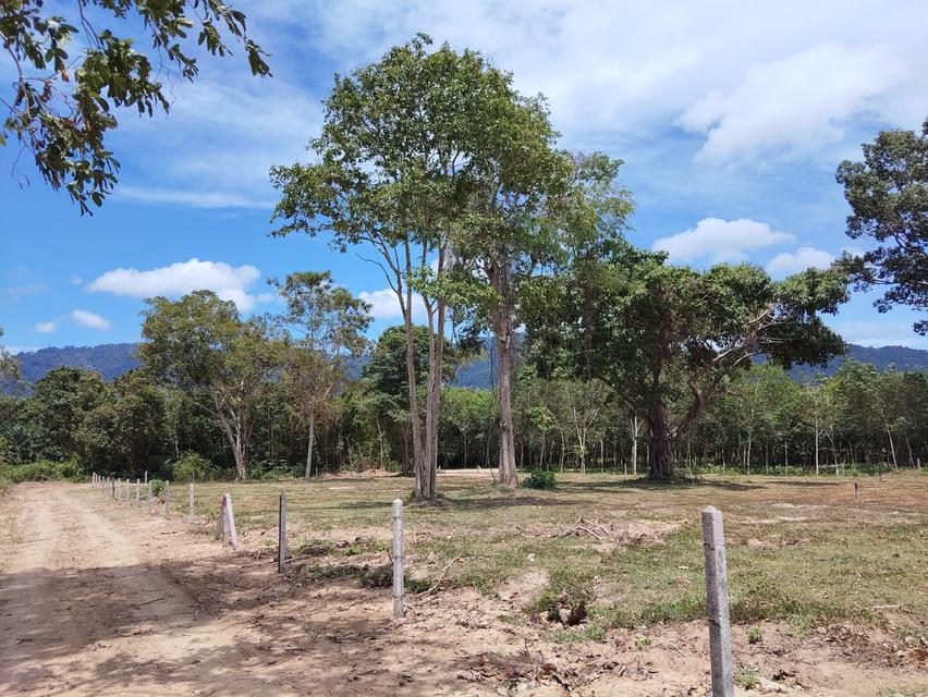 ที่ดิน 4 ไร่ เกาะสมุย 11