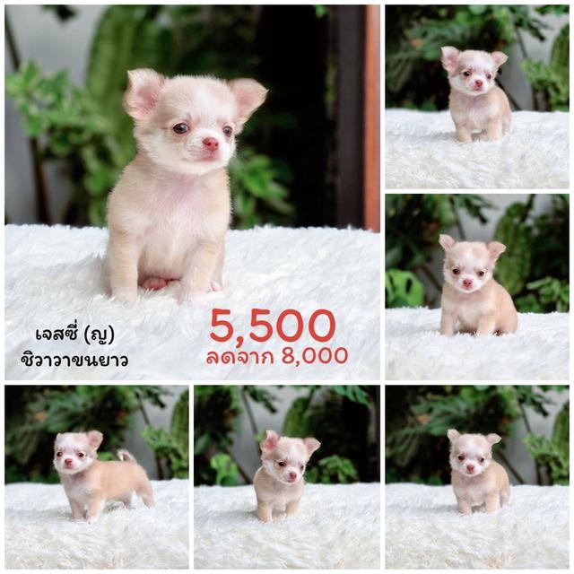 ชิวาวาแท้ขนยาว เพศหญิง