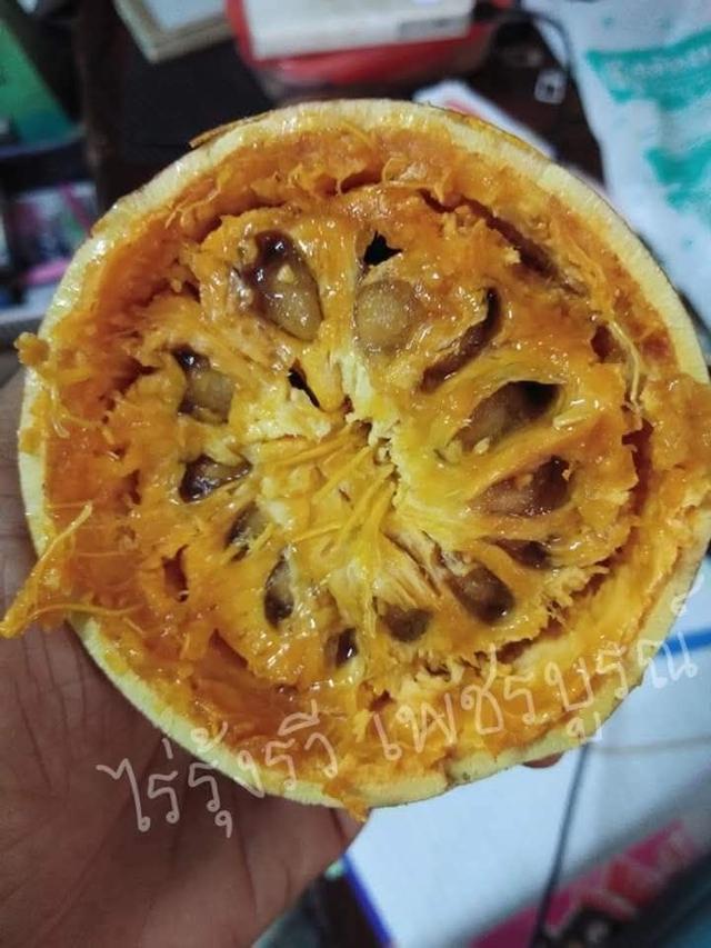 ต้นมะตูมไข่ (3ต้น)