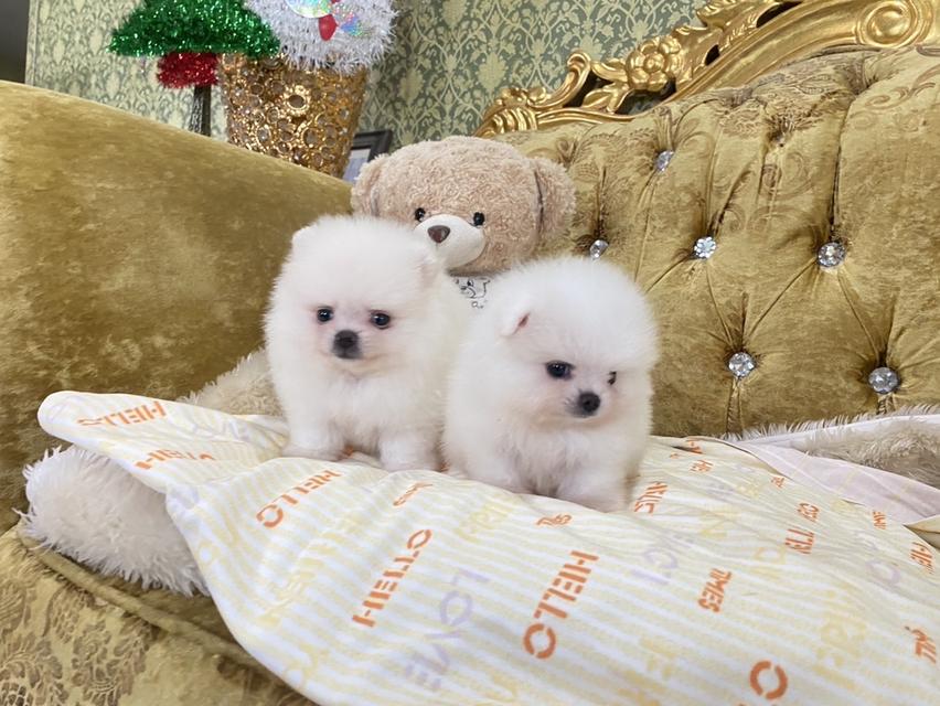 น้องลูกปอมแท้ อ้วนกลมฟู หมีๆ