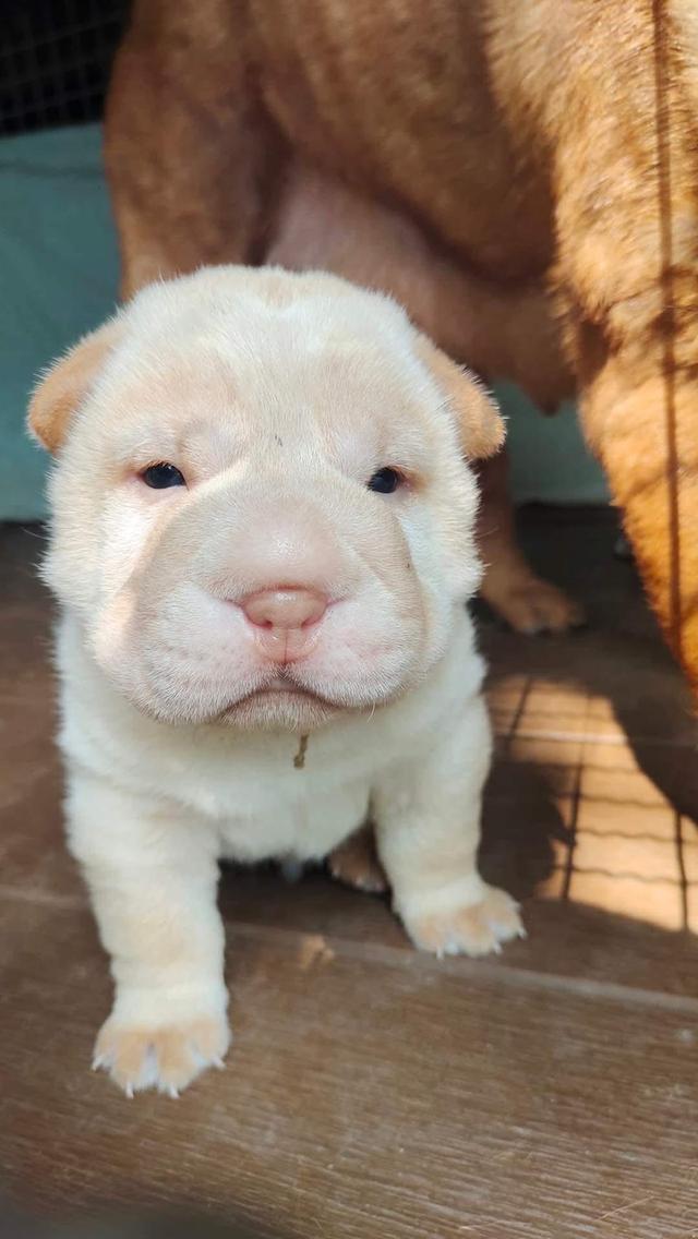 ขายถูก สุนัข Shar Pei  2