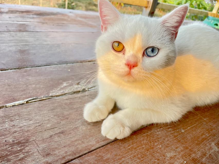 แมวสายพันธุ์ขาวมณี(The White Pearl),แมวสายพันธุ์สก็อตติชโฟลด์(Scottish fold)