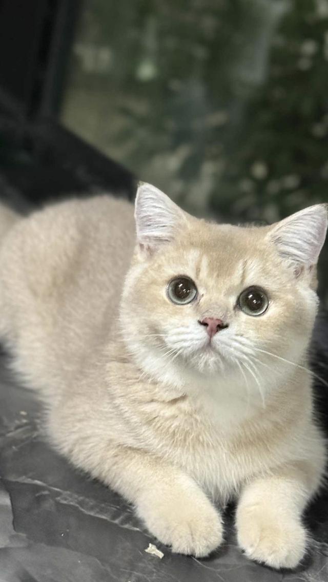 แมวบริติช เพดใบเพดwcf และรับนำเข้าแมวจาก ตปท.