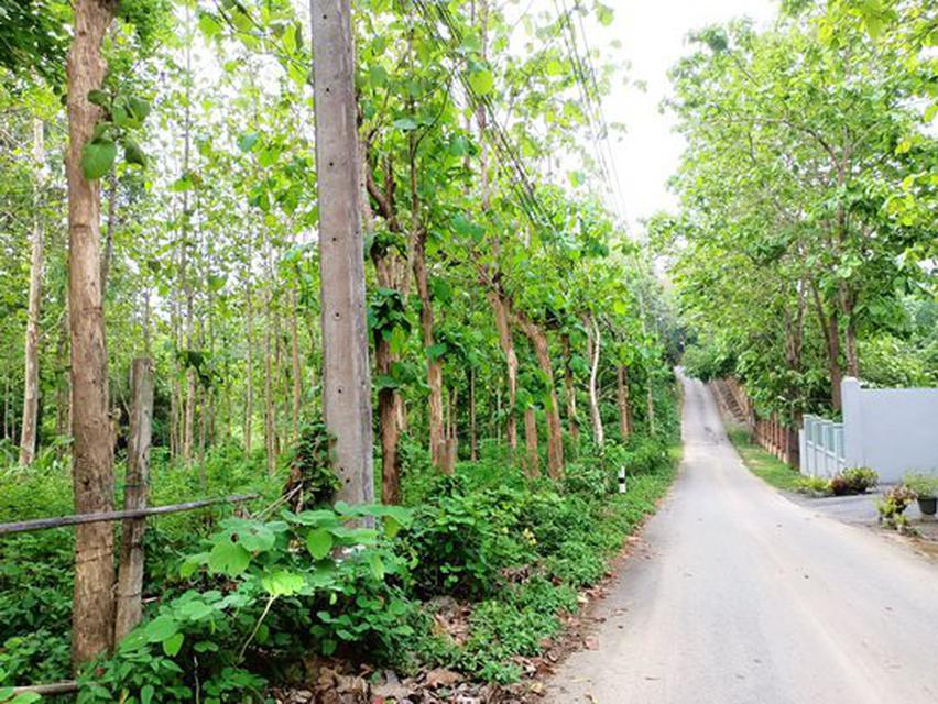 ขายที่ดินที่สวย ต.แม่แรม อ. แม่ริม 4ไร่ 45.7ตรว. Land for Sale, Mae Rim, Chiang Mai 4 Rai 45.7 SqW 2