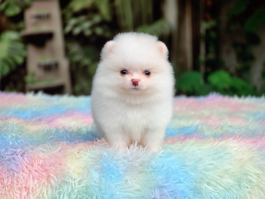 ปอมเมอเรเนียนแท้ ทีคัพ สีขาวเพศเมีย รูปที่ 7