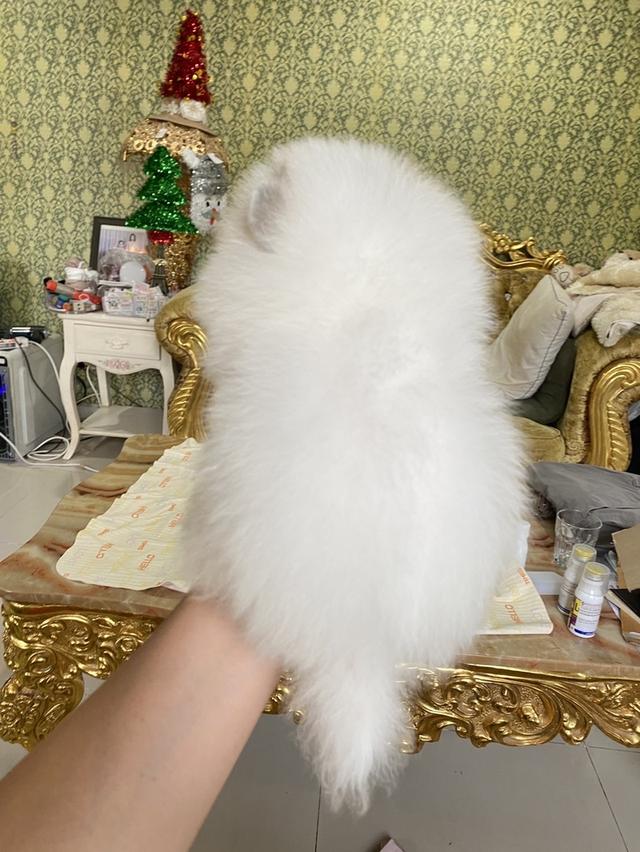 ลูกปอมแท้ น่ารัก สีขาว พร้อมเลี้ยง