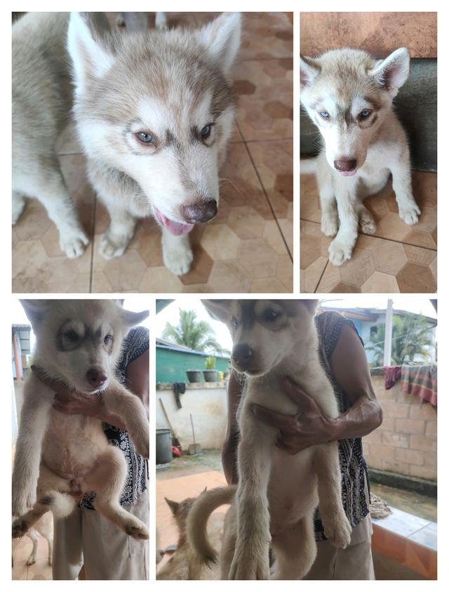 น้องไซบีเรียนน่ารักๆ