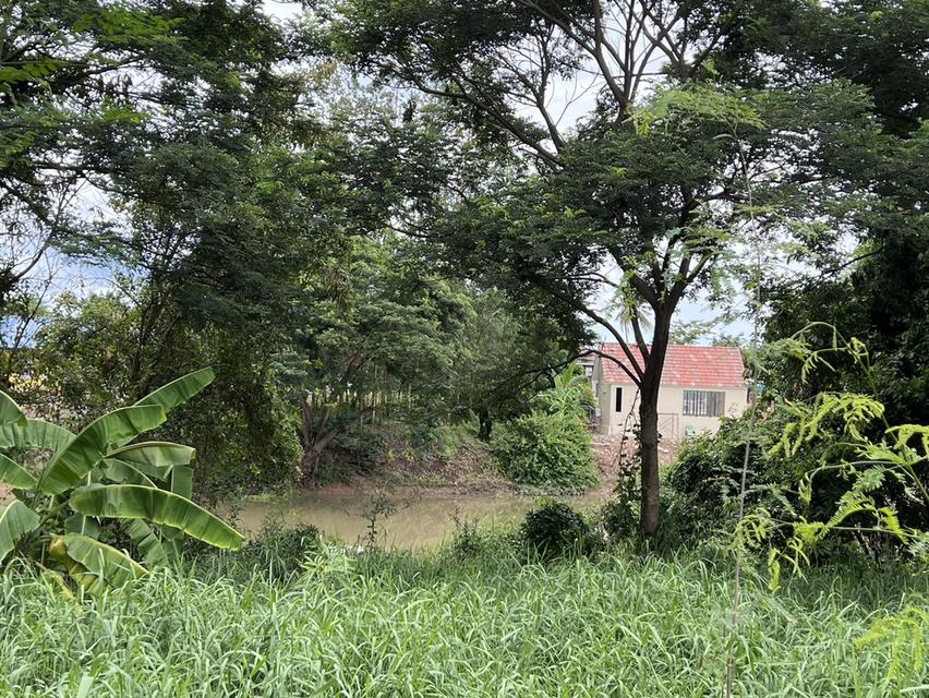 ขายที่ดินติดริมแม่น้ำท่าจีน 2-2-20 ไร่ โฉนดครุฑแดง หน้าติดถนนลาดยาง ต.วังไก่เถื่อน อ.หันคา จ.ชัยนาท 5