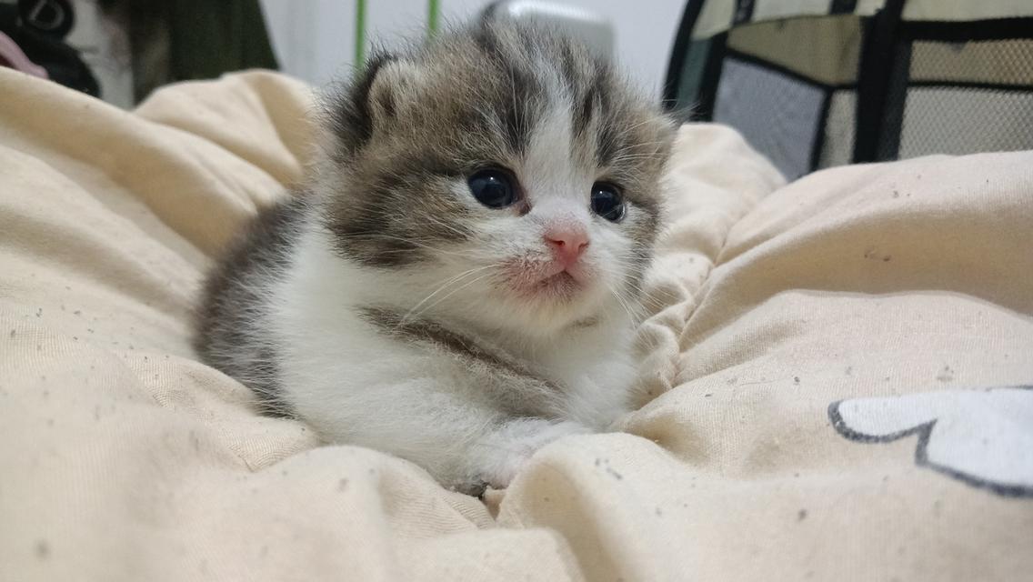 น้องแมวมัชกิ้นขาสั้น 4