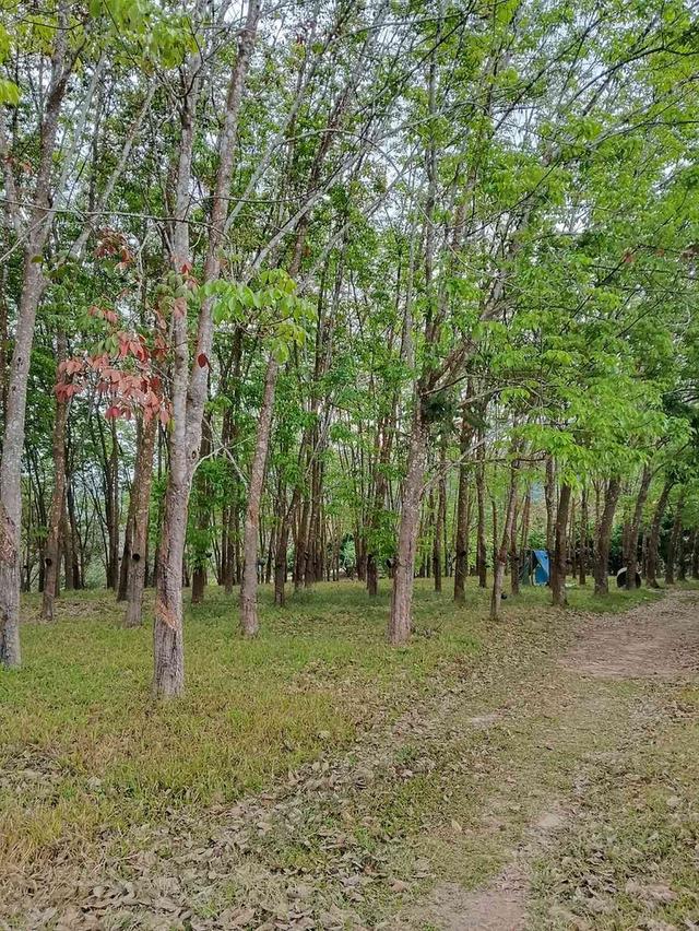ขายสวนยาง 3.1ไร่ 60 ตรว ติดถนนสายหลัก ทำเลดี อำเภอขุนตาล จังหวัดเชียงราย 7