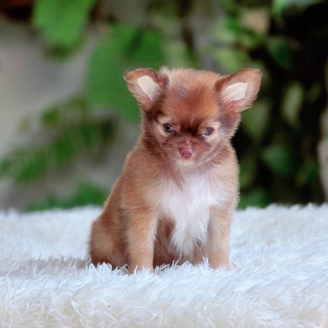 ชิวาวาแท้ ขนยาว สีช็อค เพศเมีย 7