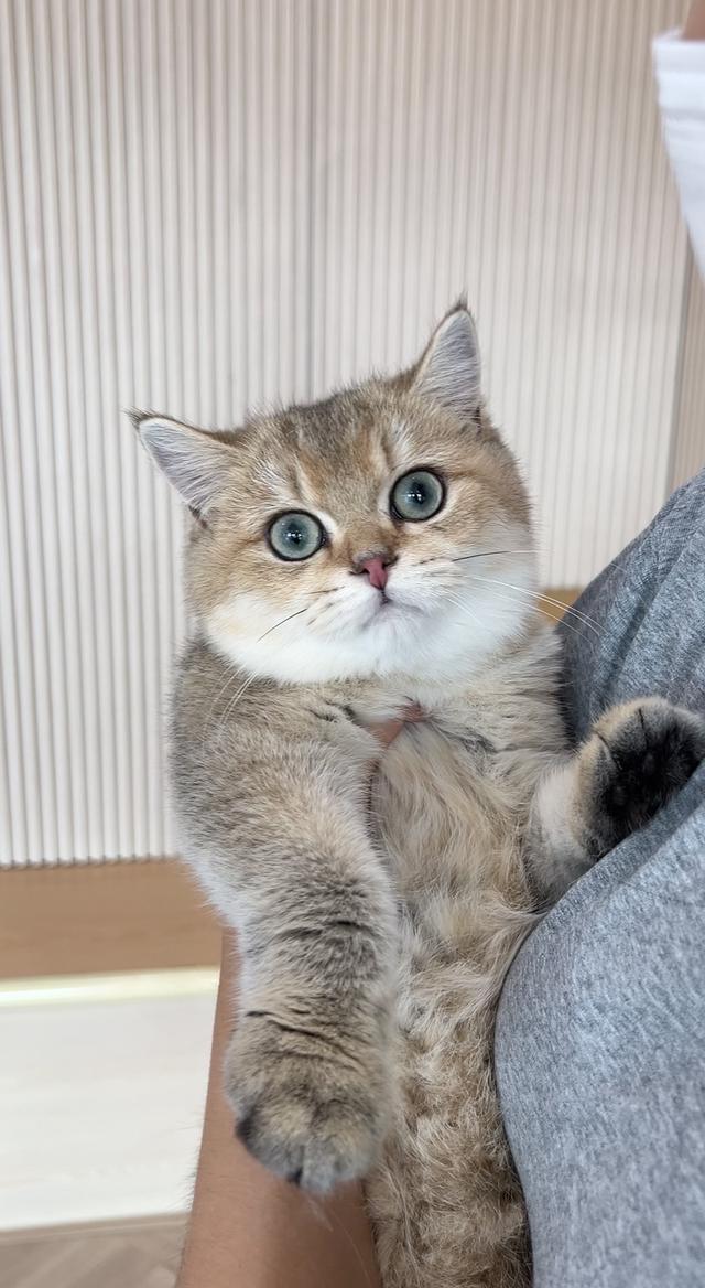 ดช.บริติช ช็อตแฮร์ (พร้อมย้าย)