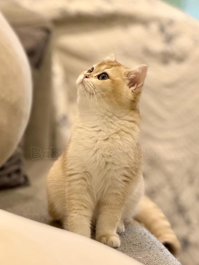 เด็กหญิง British Shorthair