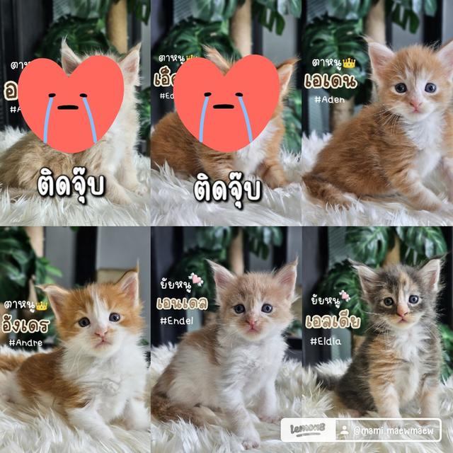 เปิดจอง ลูกแมวเมนคูน