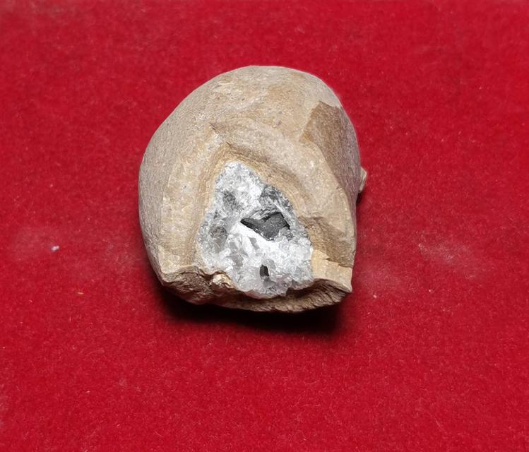 6169 คตหอย หรือหอยที่กลายเป็นหิน พบหายากอายุพันปีจนกลายเป็นหิน 3