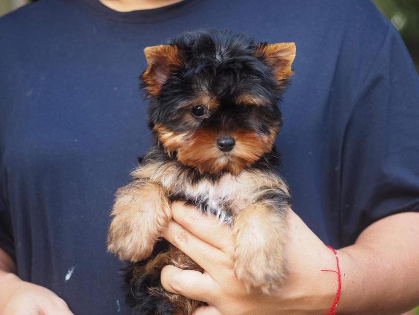 11 weeks old, adorable Yorkie Puppies