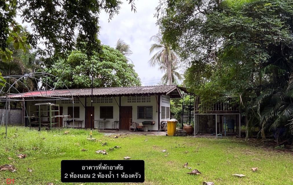 ขายที่ดินพร้อมบ้านและสวนผลไม้ 9