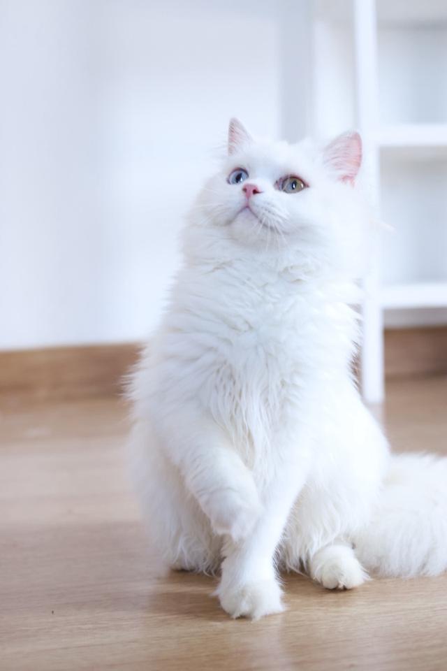 ขายแมวเปอร์เซียตาสองสีน่ารัก รูปที่ 12