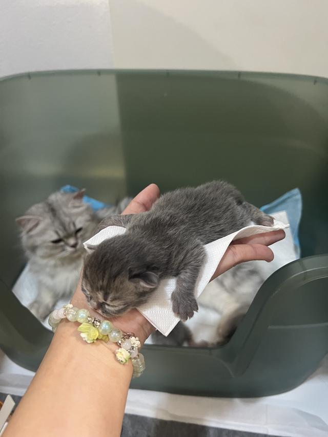 Scottish Fold  สก็อตติชโฟลด์ แท้ ระบบปิดเลี้ยงด้วยรัก รวมวัคซีน ถ่ายพยาธิ หยอดยากันปรสิตและไรหู สมุดวัคซีน รูปที่ 10