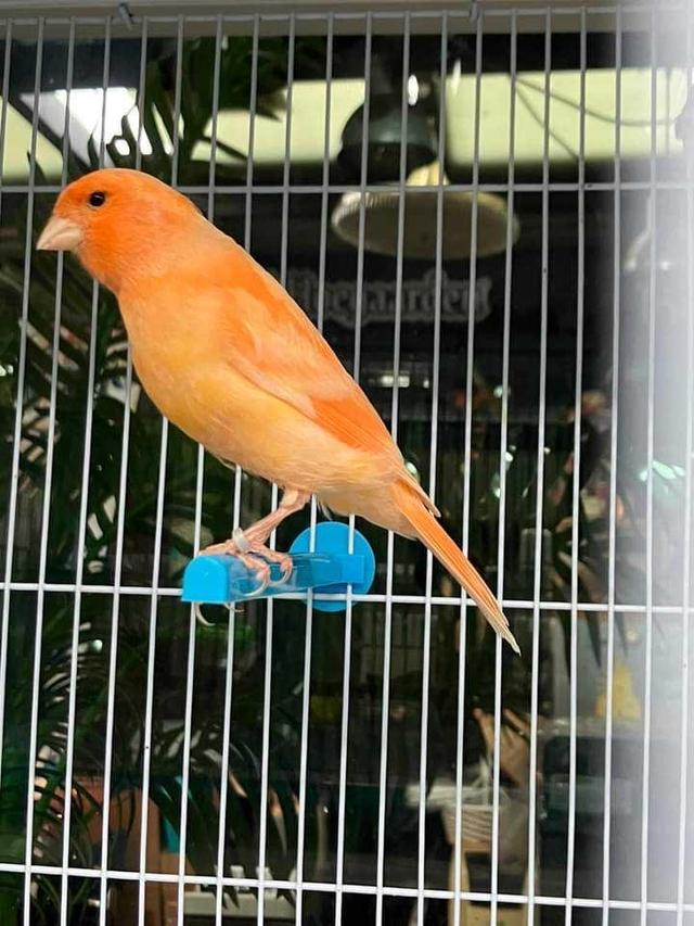 นกคีรีบูนส้ม