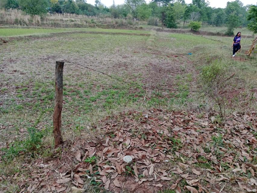 ที่ดินเป็นที่นาผสมสวนลำใย มีไฟฟ้า น้ำปะปา ถนนคอนกรีต อ.ภูกระดึงจ.เลย 7