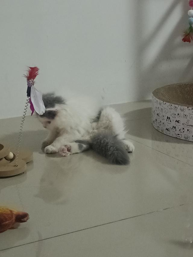 ลูกแมวเปอร์เซียน่ารักอายุ2เดือน รูปที่ 1