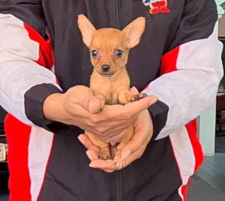 ขาย Miniature Pinscher เกรด A