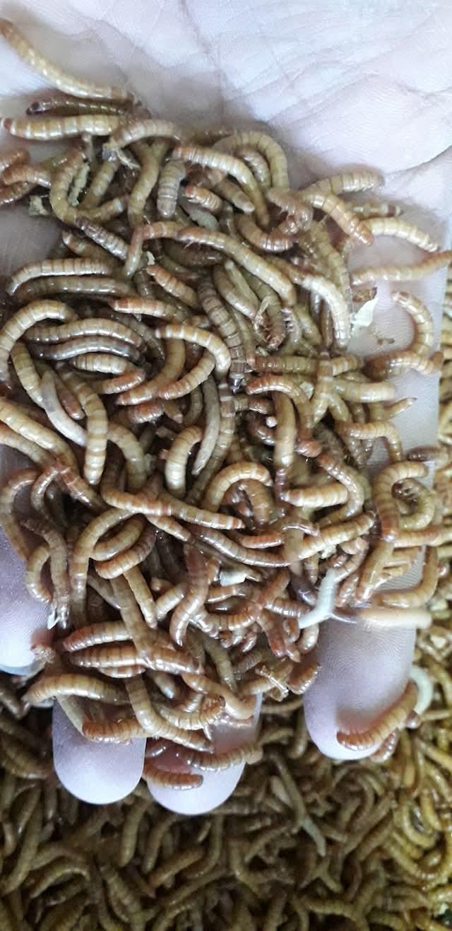 หนอนนก อาหารสัตว์กินแมลง อาหารสด ส่งเร็ว รูปที่ 2